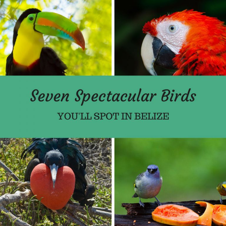 Seven Spectacular Birds Youll Spot In Belize Black Rock Lodge