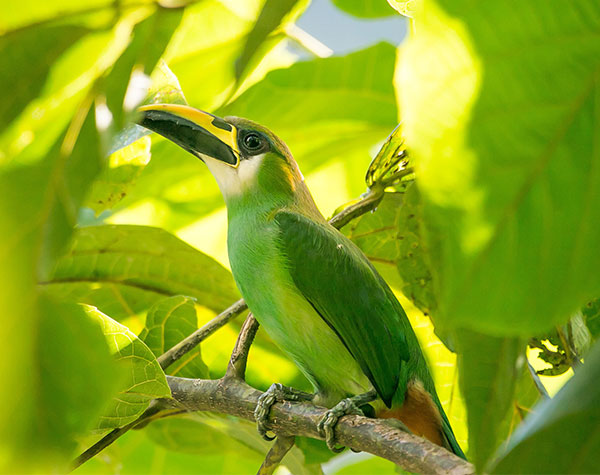 Belize Birding - Emerald Toucanet